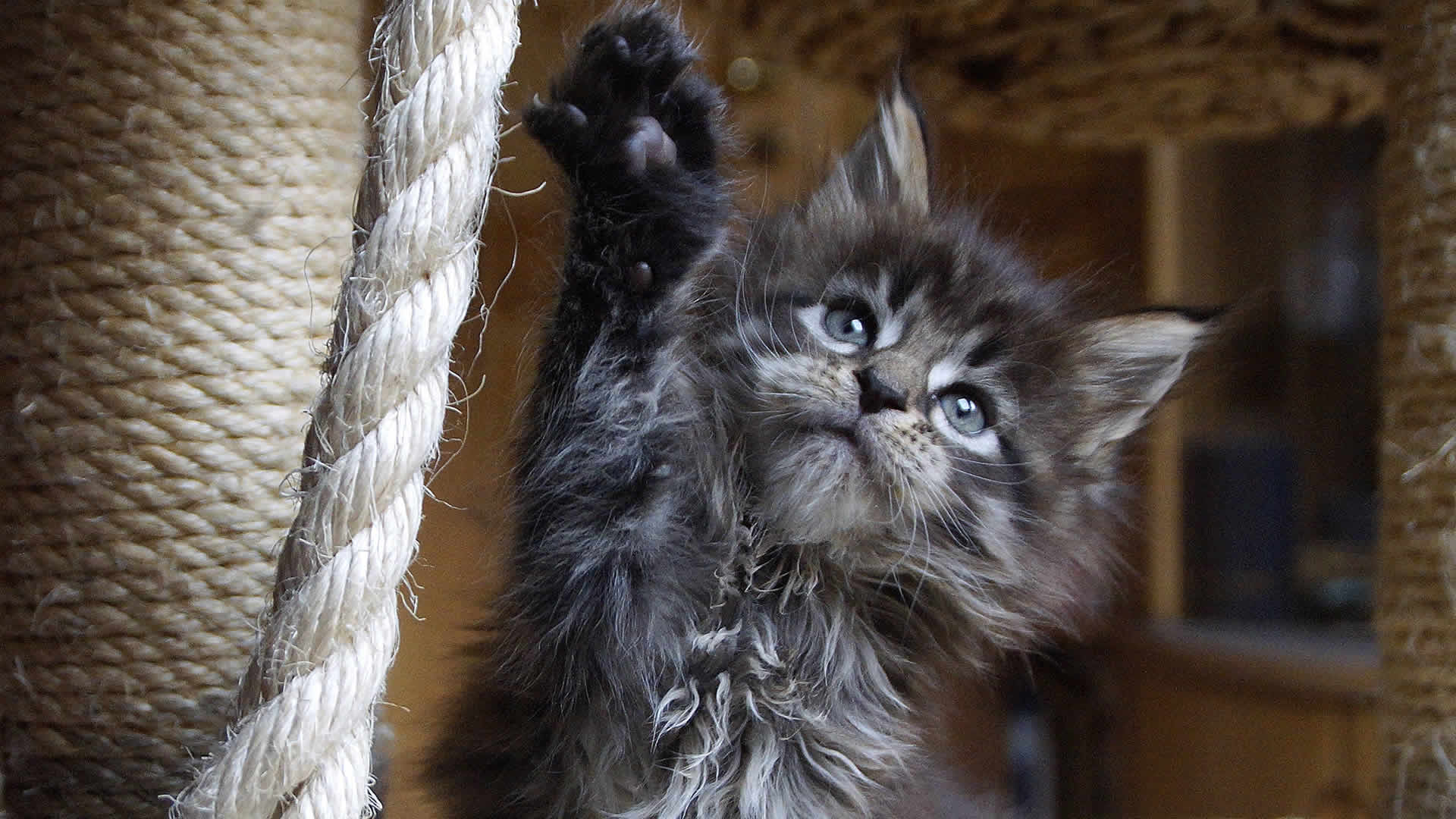 Die Maine Coon als Familienkatze
