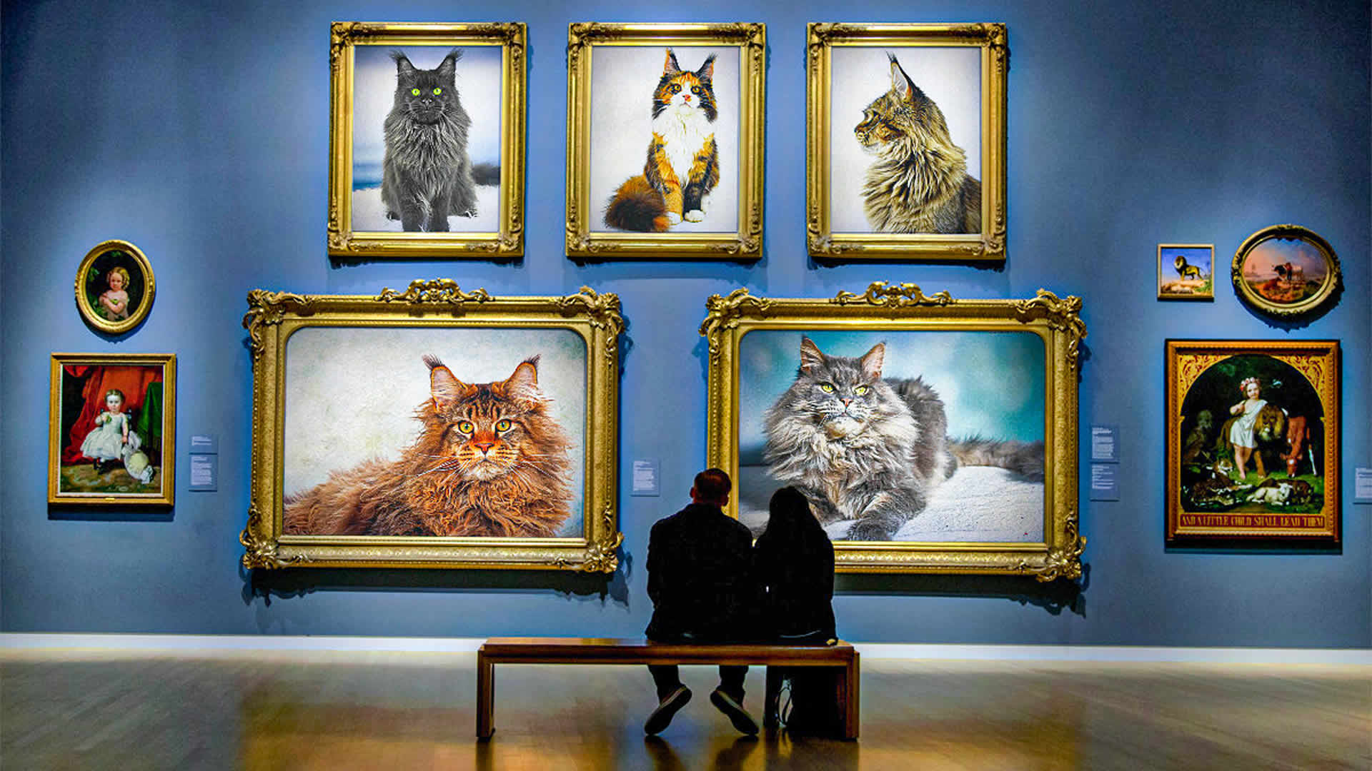 Fotos von Maine Coon Katzen 01/2024