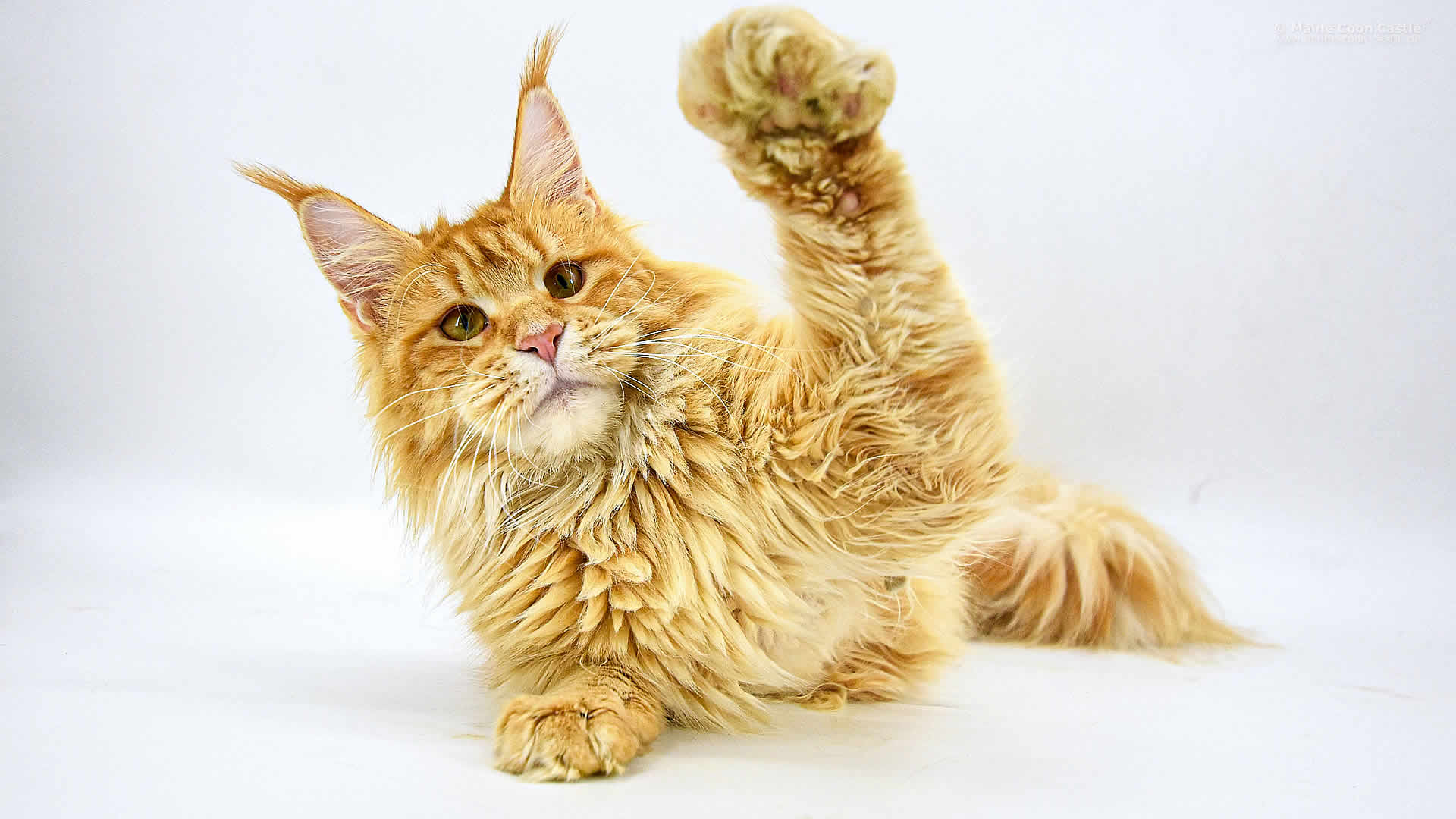 Die Frühgeburt von Maine Coon Katze Nanny