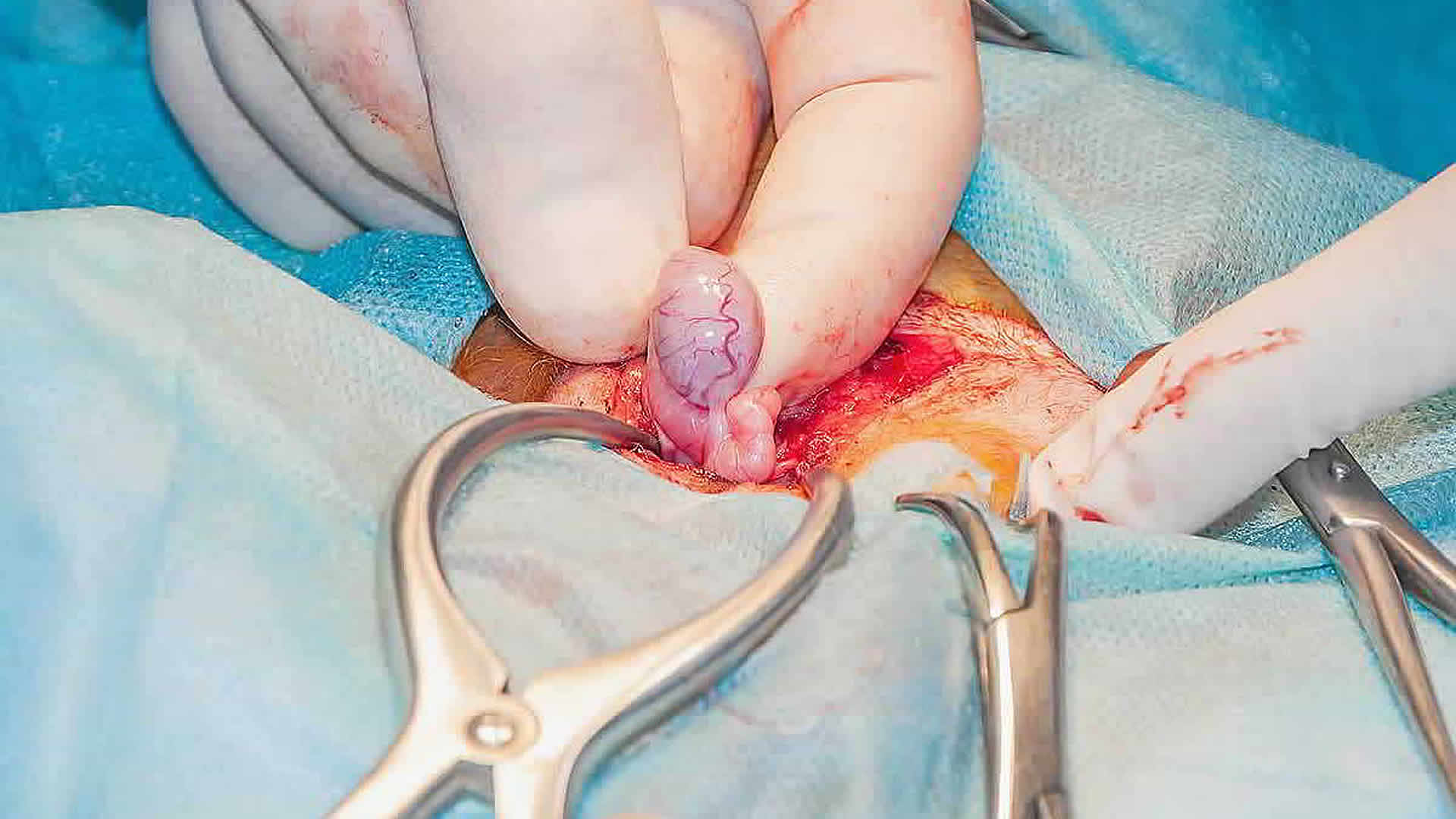 Frühkastration bei Katzen