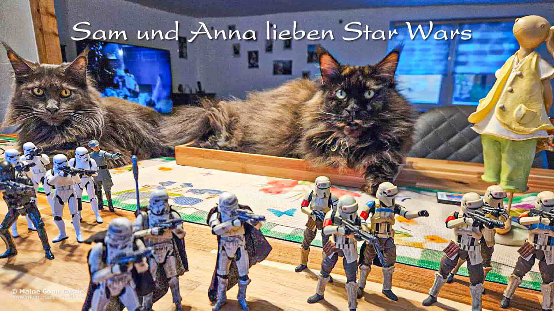 Katzenbilder 06/2025