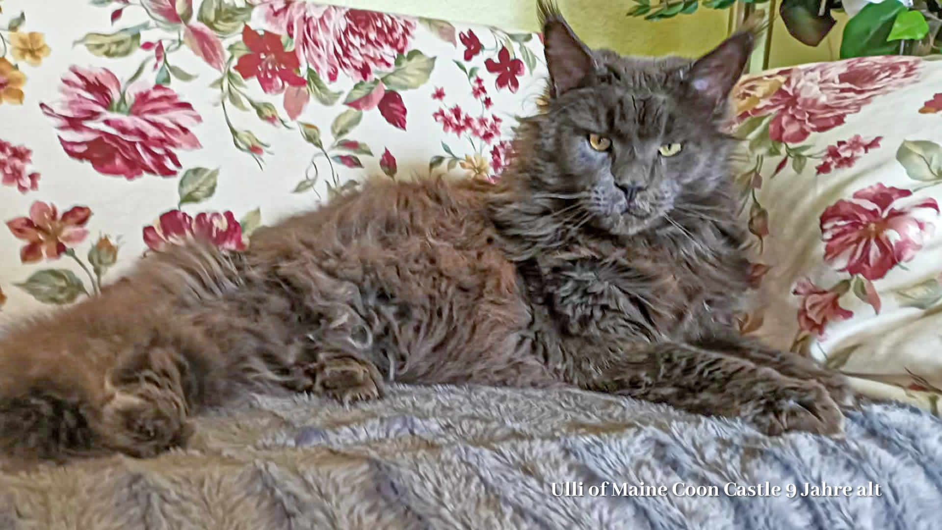 Katzenbilder 10 2024