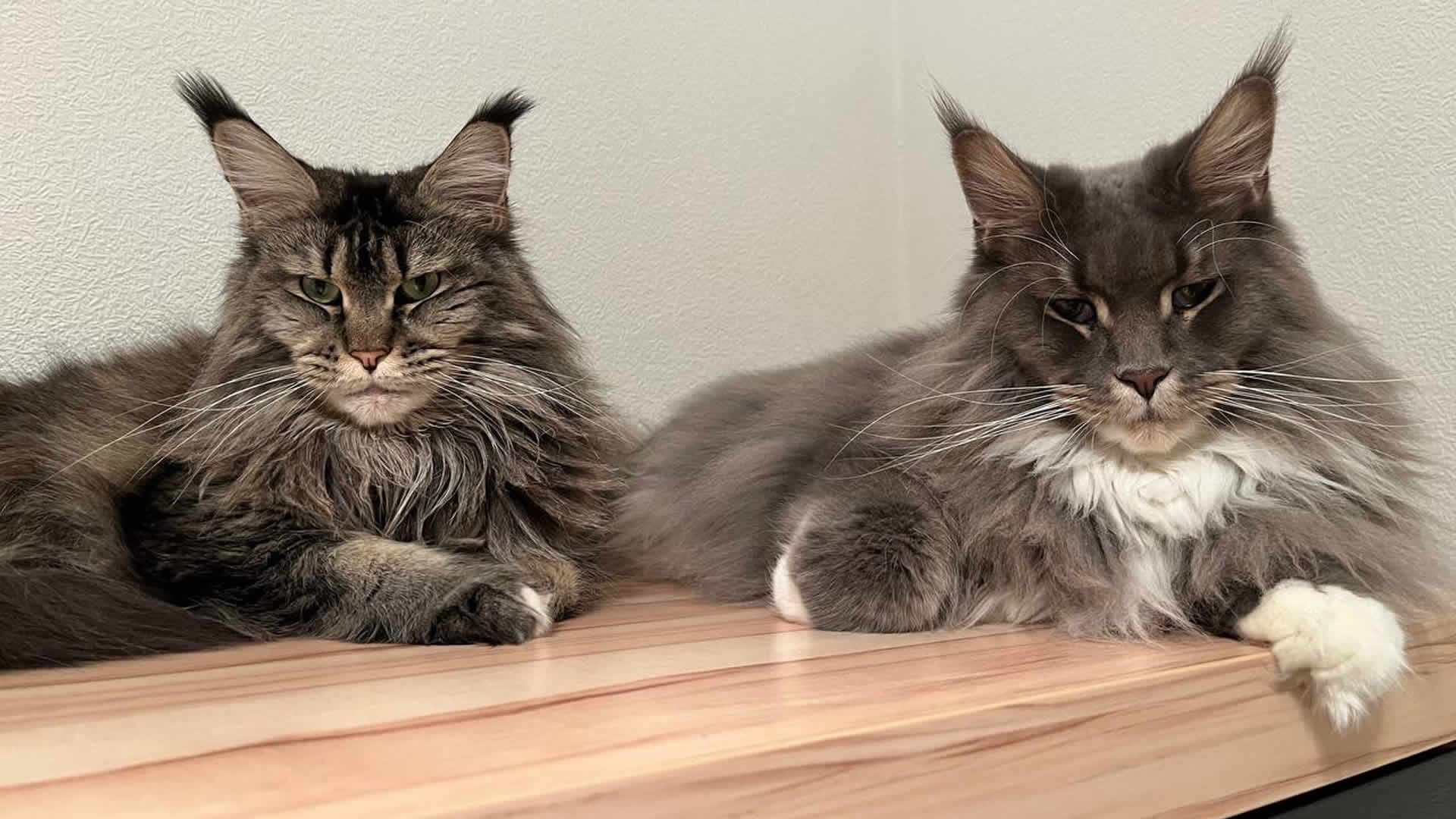 Katzenbilder 11/2023