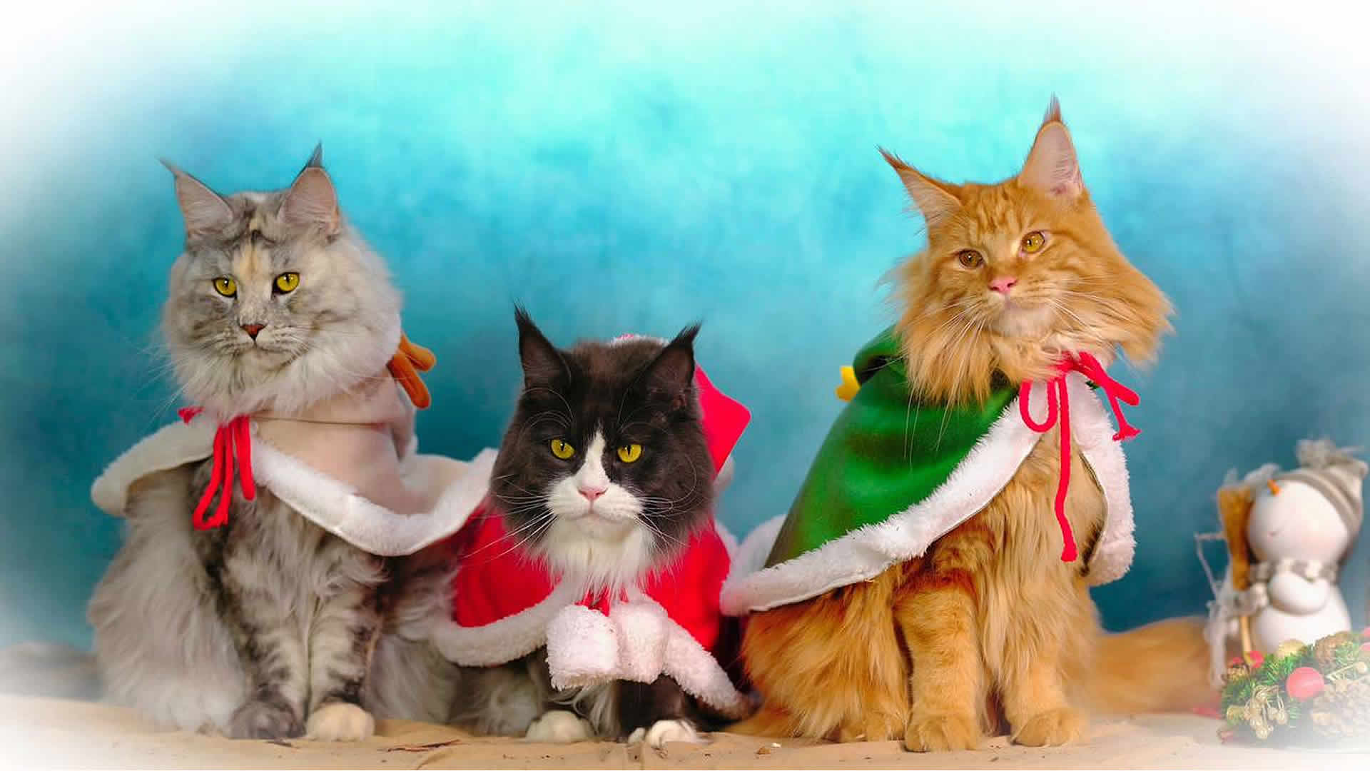 Katzenbilder 12/2023