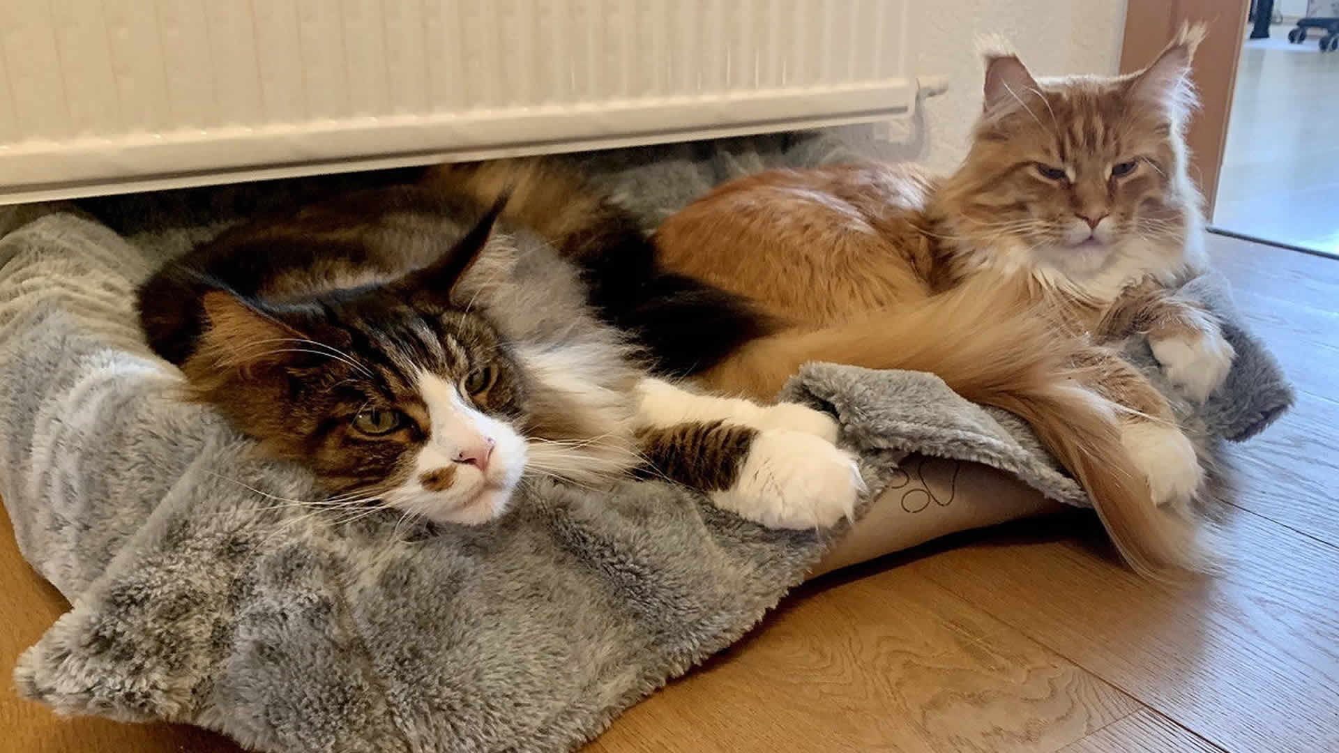 Katzenbilder – Maine Coon Katzen 02/2024