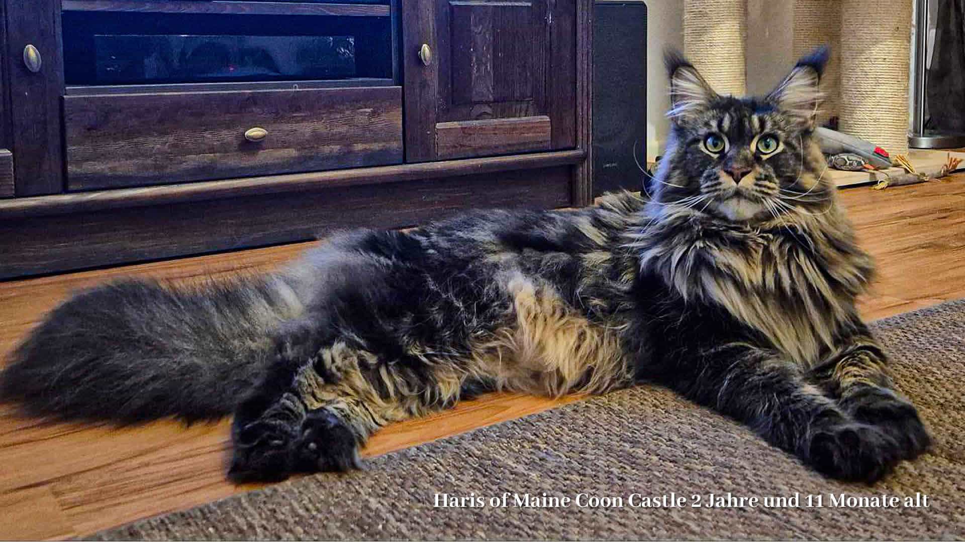 Katzenfotos 11 2024