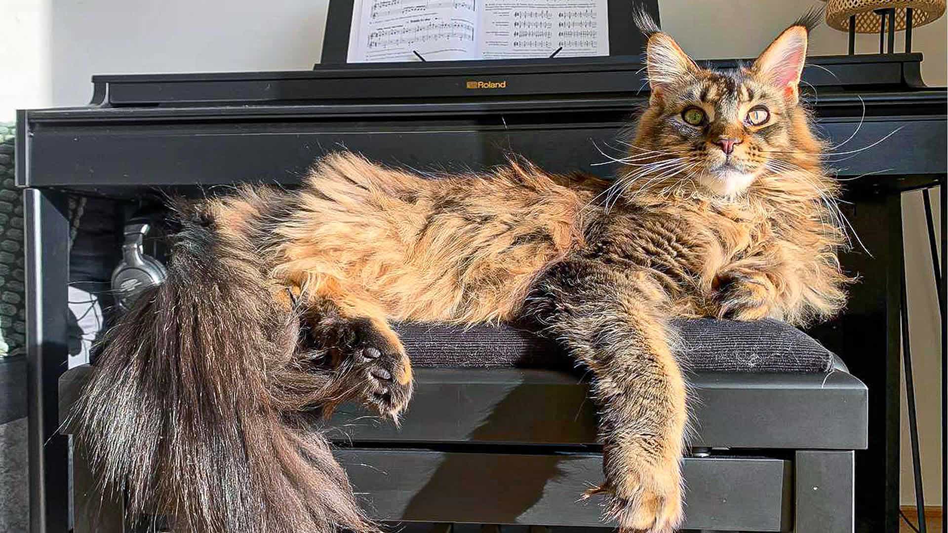 Maine Coon Bilder 05/2024