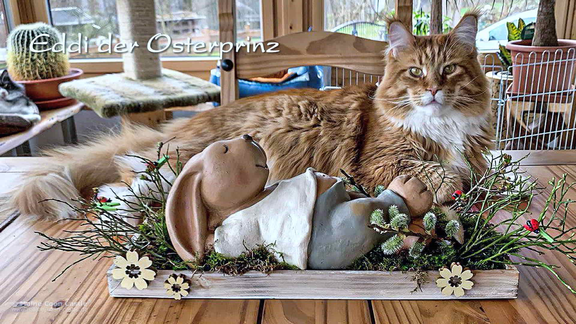 Maine Coon Fotos 03/2025