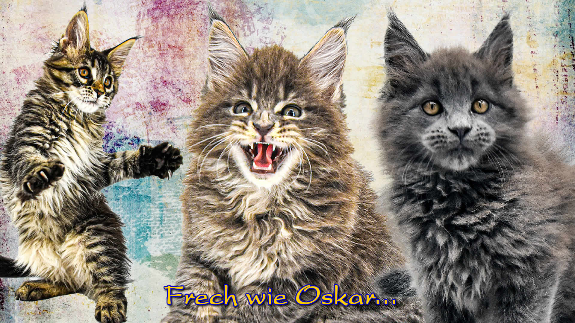 Maine Coon Katzen erziehen