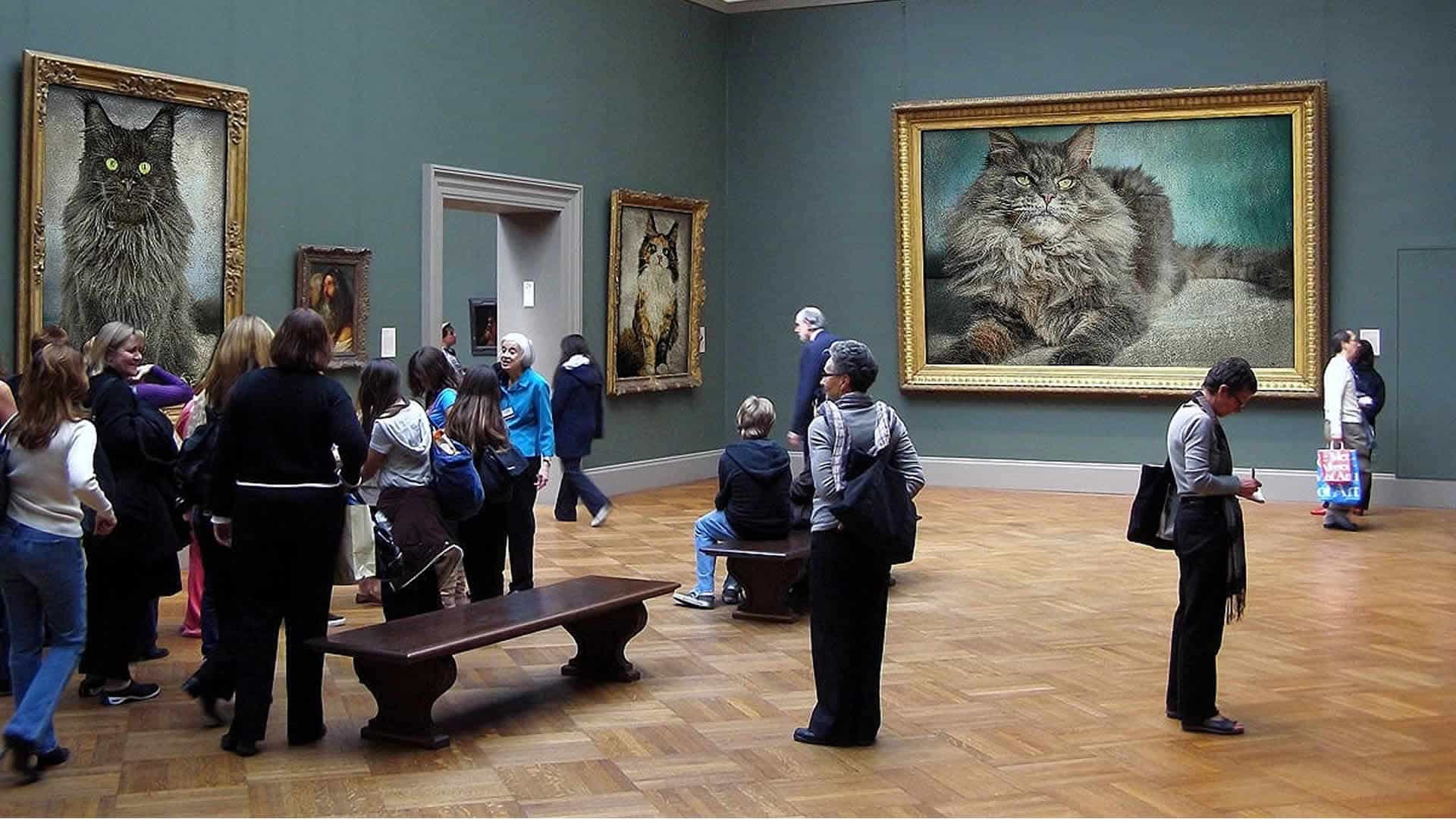 Maine Coon Katzenbilder