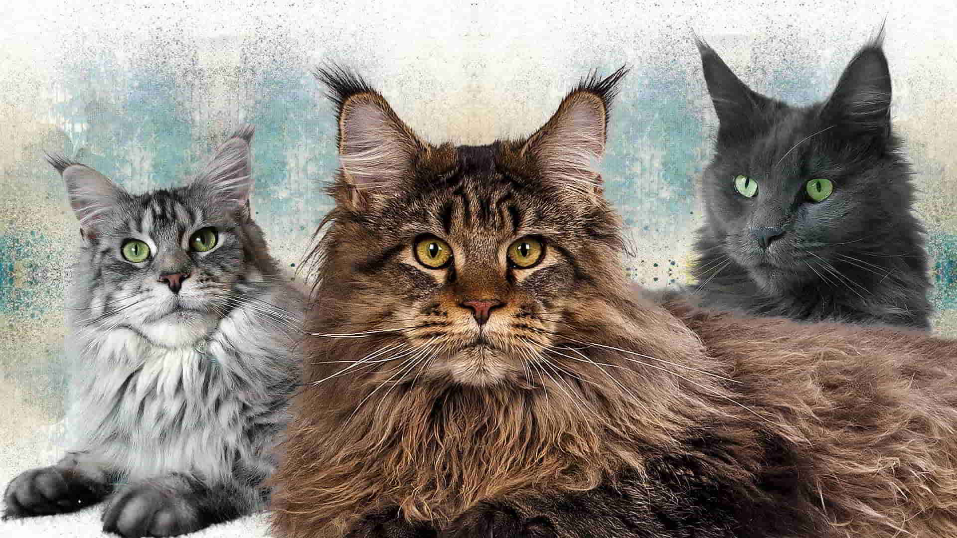 Rassestandard der Maine Coon Katze