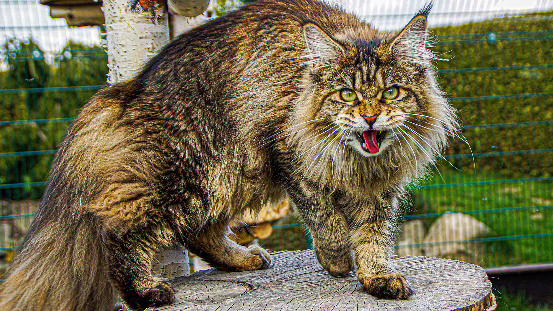 Maine Coon Verhalten verstehen