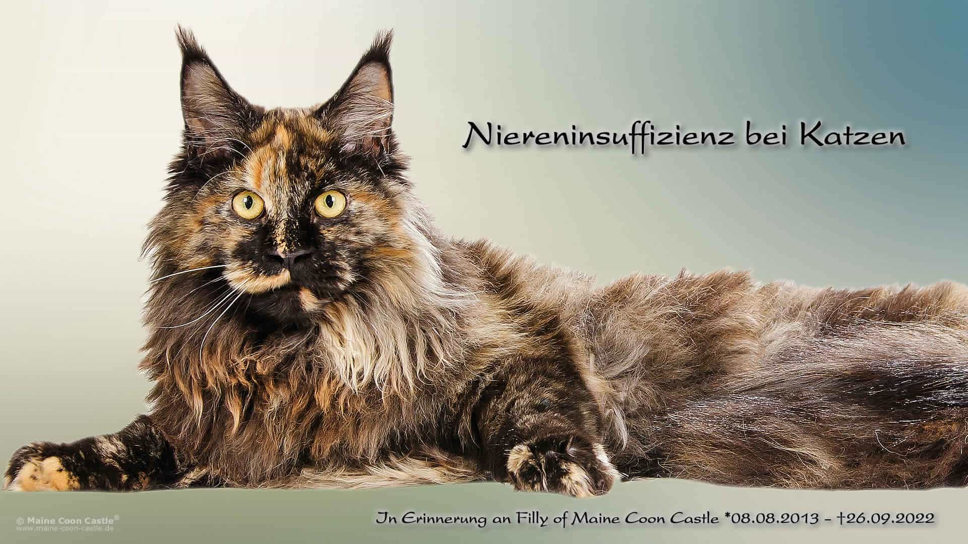 Niereninsuffizienz bei Katzen