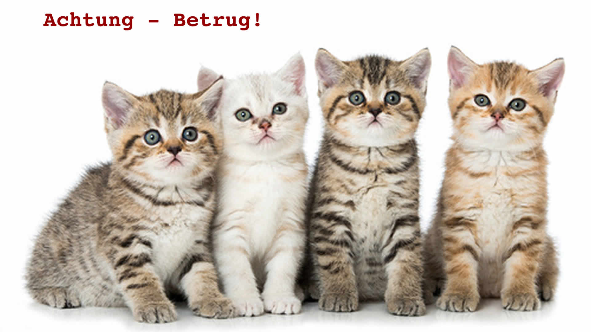 Jenny Appelfelder ⋆ BKH of Magic Silver LIONS