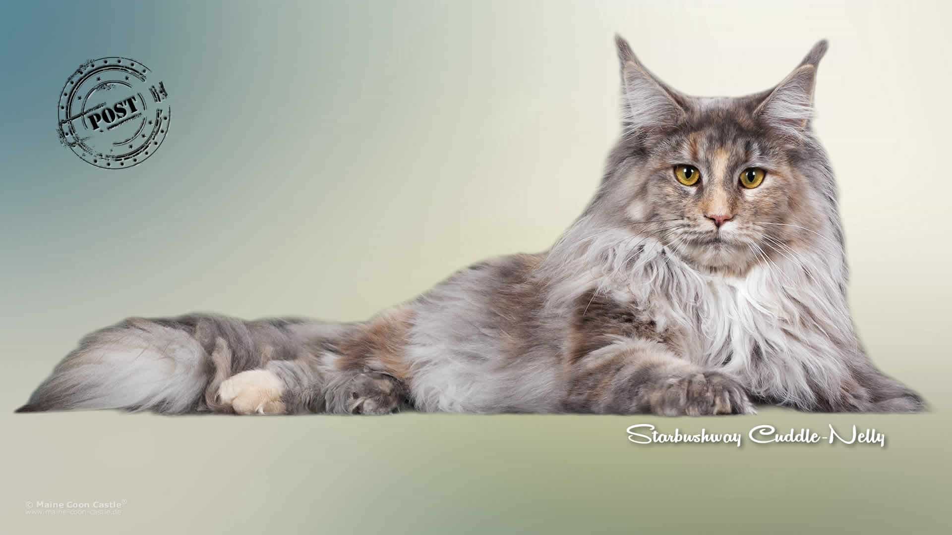 Katzenpost für das CastleLand