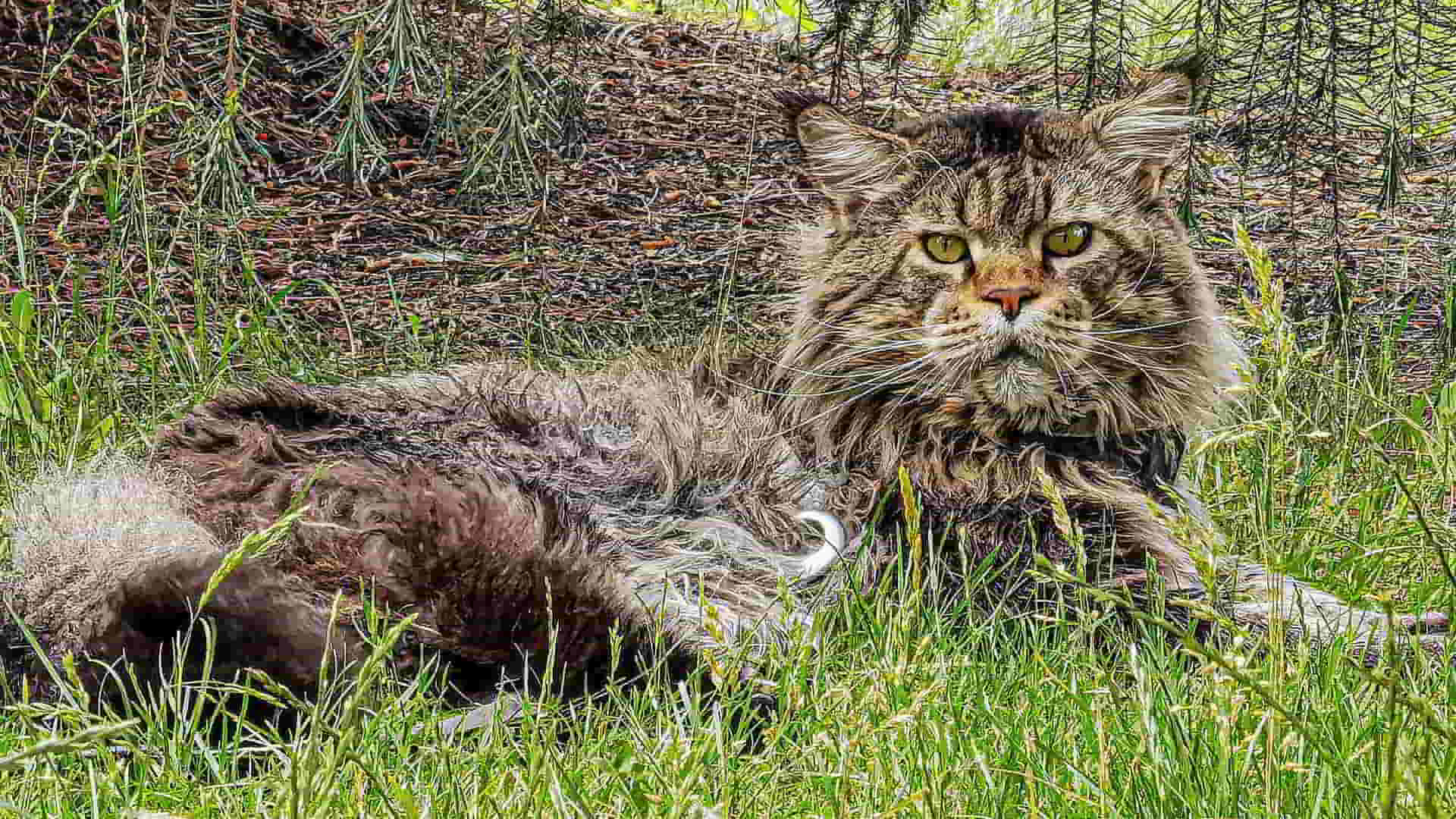 Maine Coon Katze