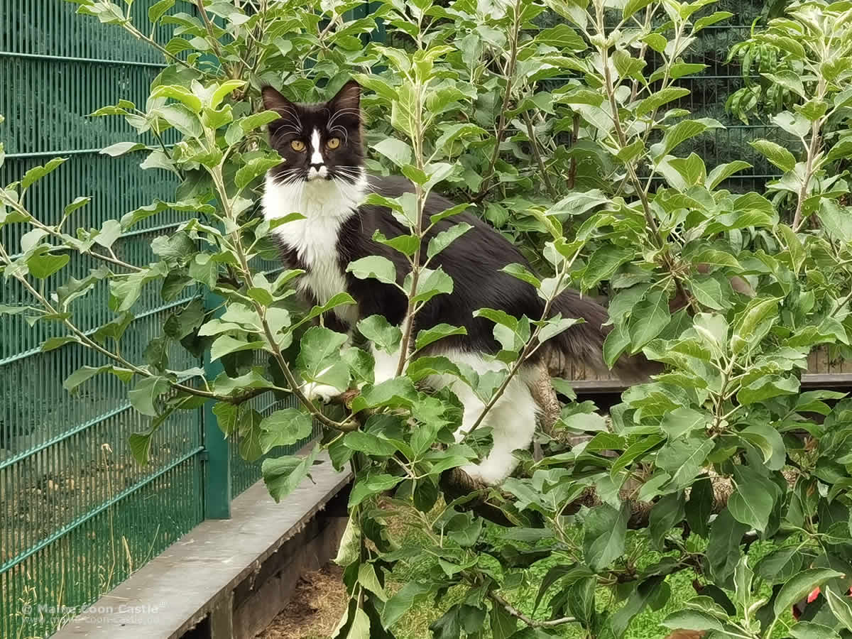 2023 08 05 Apfelgurke Hirschberger's Kimmy als Apfelgurke