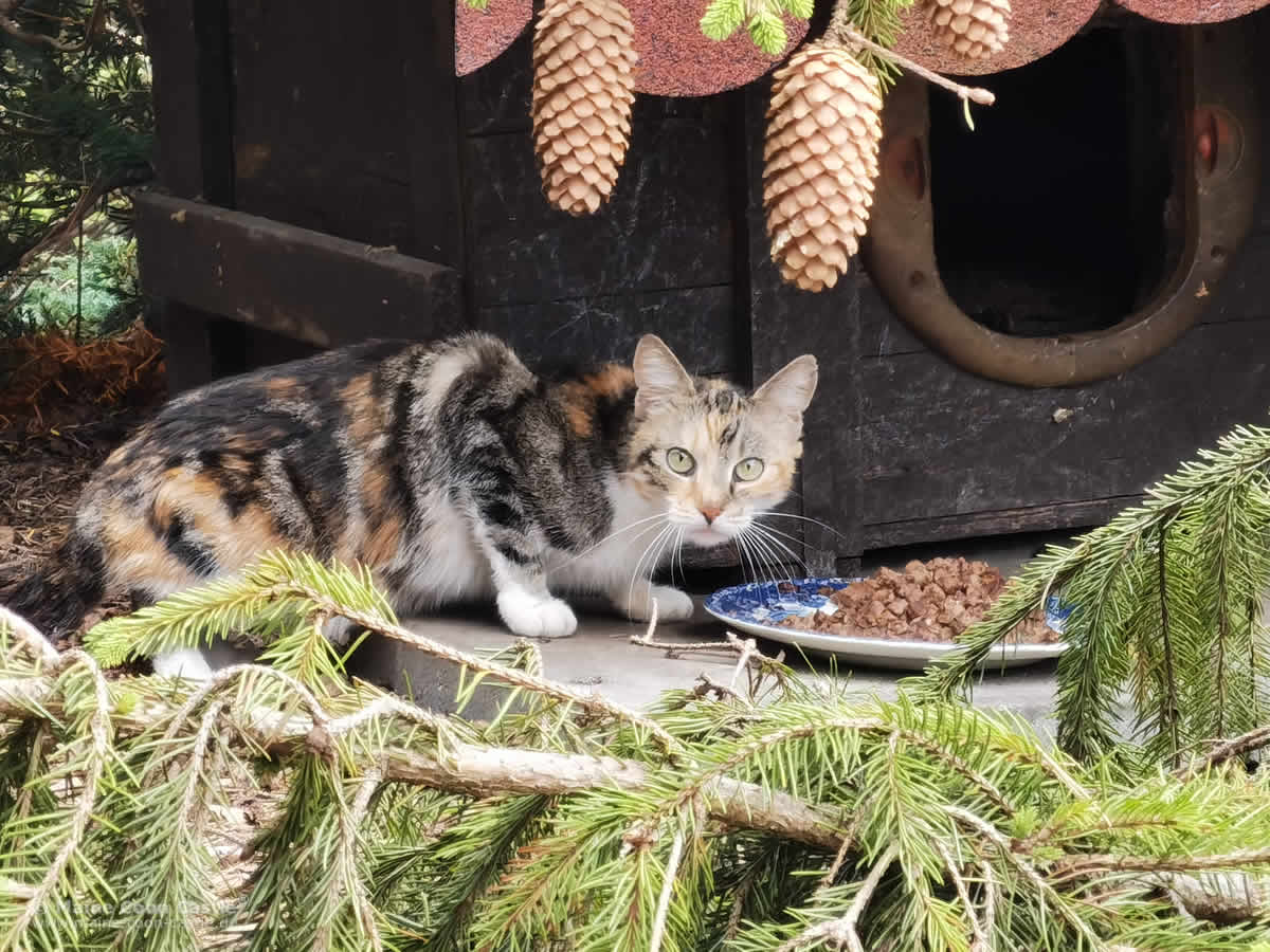 2023 08 05 Streunerkatze bunte Streunerkatze
