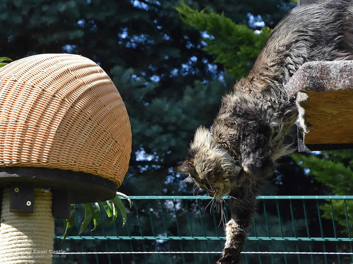 Yaron ganz sportlich Der berühmte Maine Coon Kater Yaron