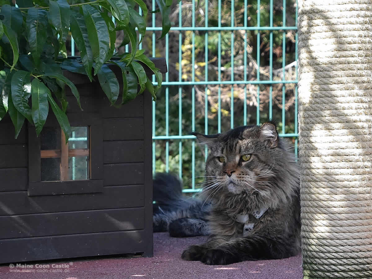 Yaron macht Pause und träumt Maine Coon Kater Weltchampion Yaron im Katzengehege