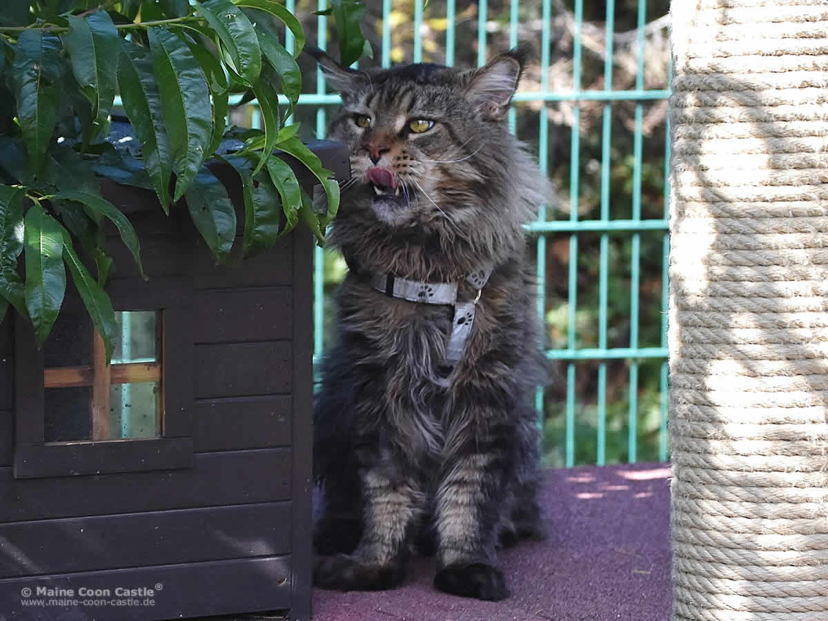 Es riecht lecker, meint Yaron Maine Coon Kater Yaron im Katzengehege