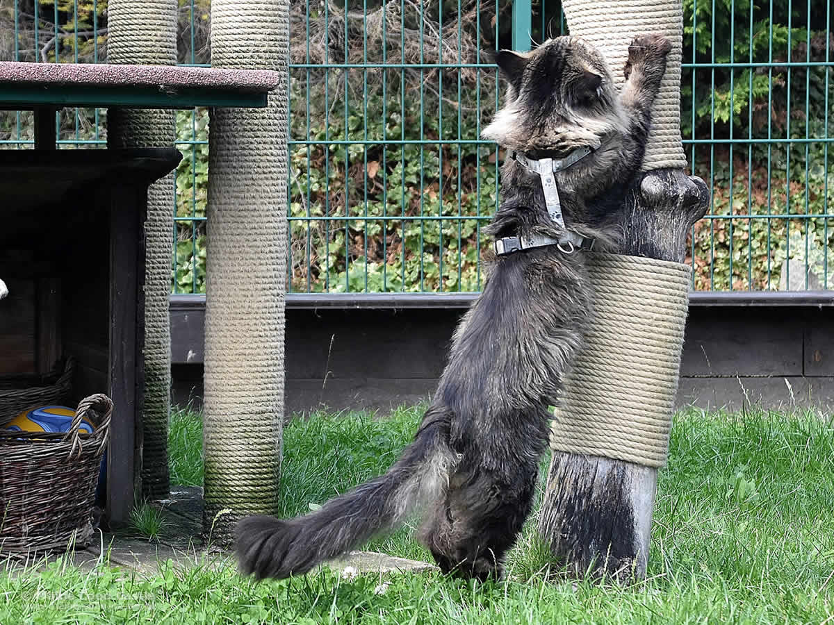 Yaron in voller Pracht XXL Maine Coon Kater Yaron im Katzengehege
