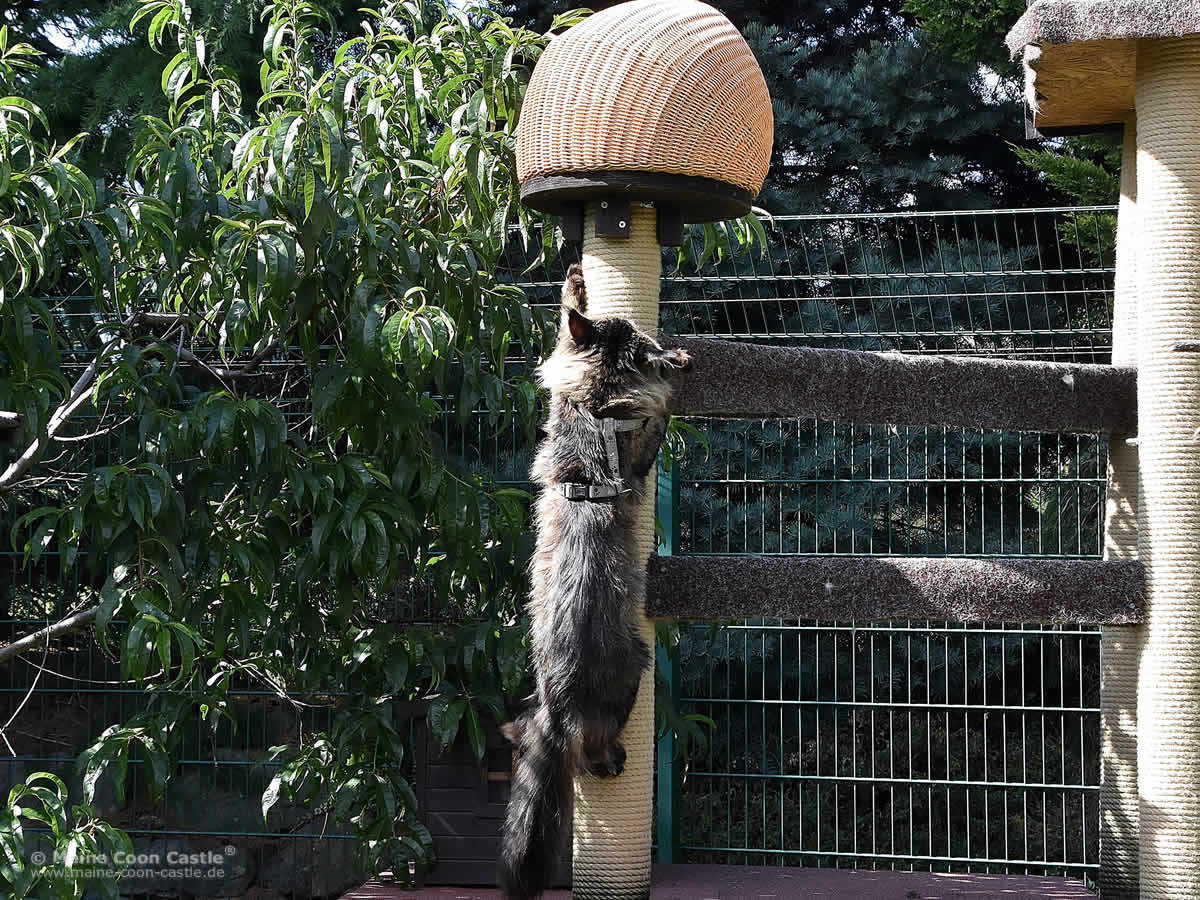 Yaron als Sportler XXL Maine Coon Kater Yaron im Katzengehege