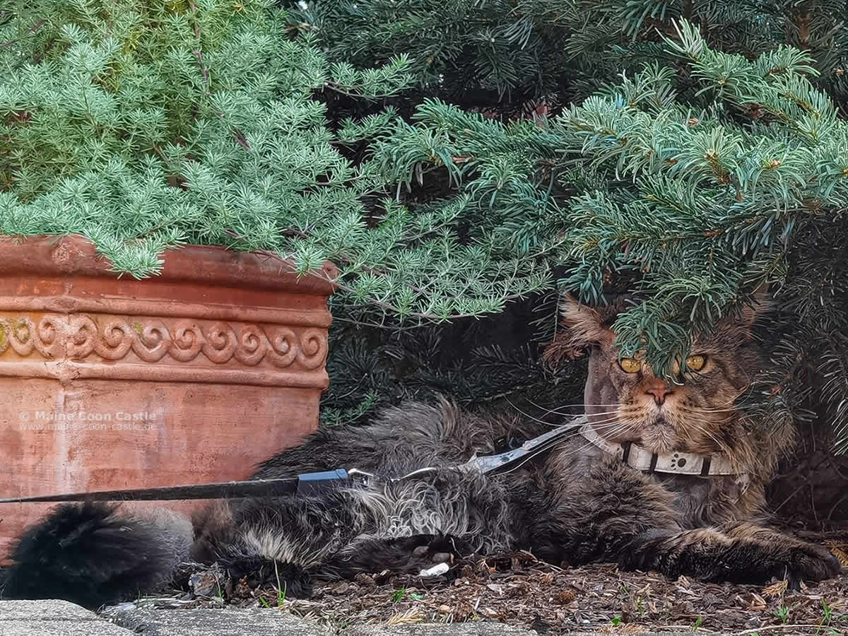 XXl Maine Coon Kater Yaron XXl Maine Coon Kater Yaron in seinem Revier