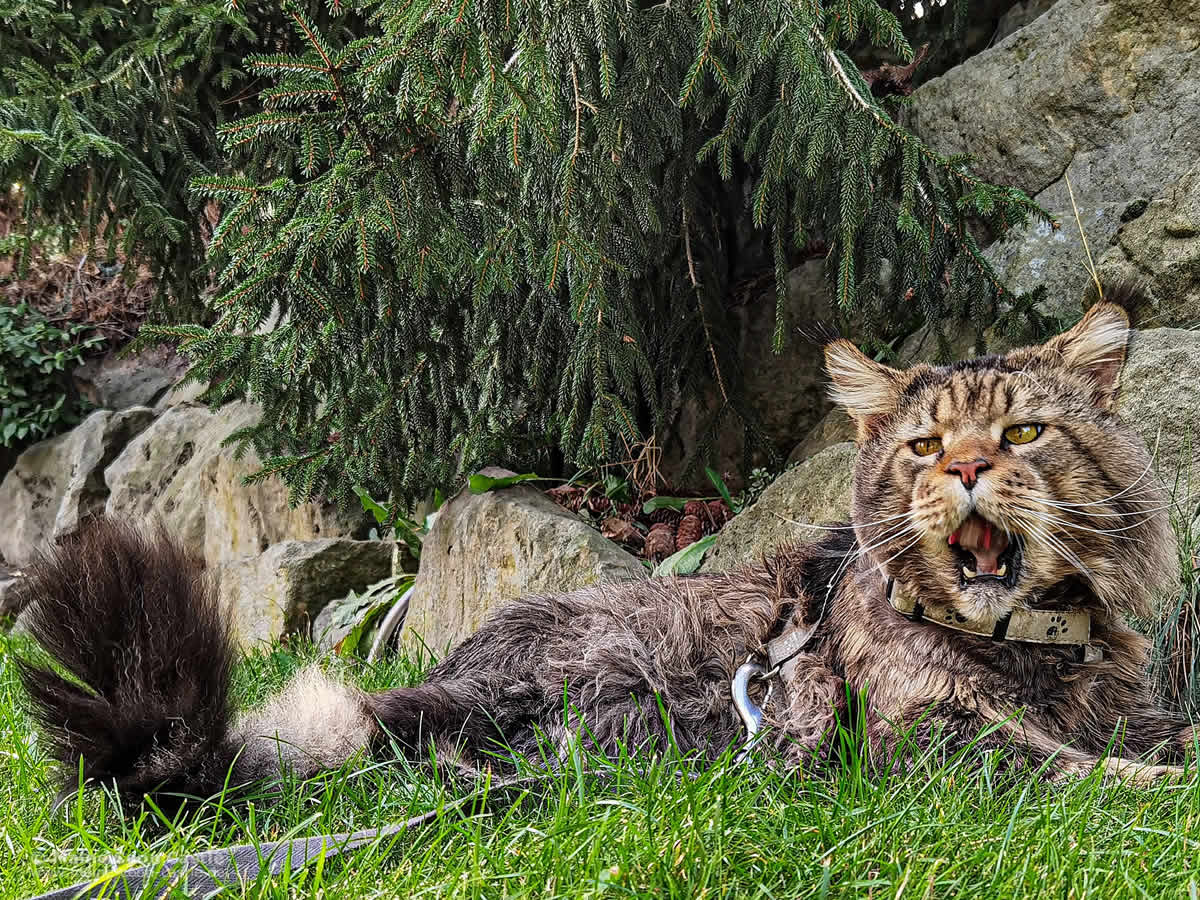 XXL Maine Coon Yaron of Brenda’s Garden XXL Maine Coon Yaron of Brenda’s Garden