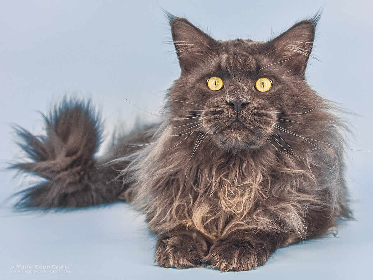 XXL Maine Coon Kater BRubbeys Emmet XXL Maine Coon Kater BRubbeys Emmet