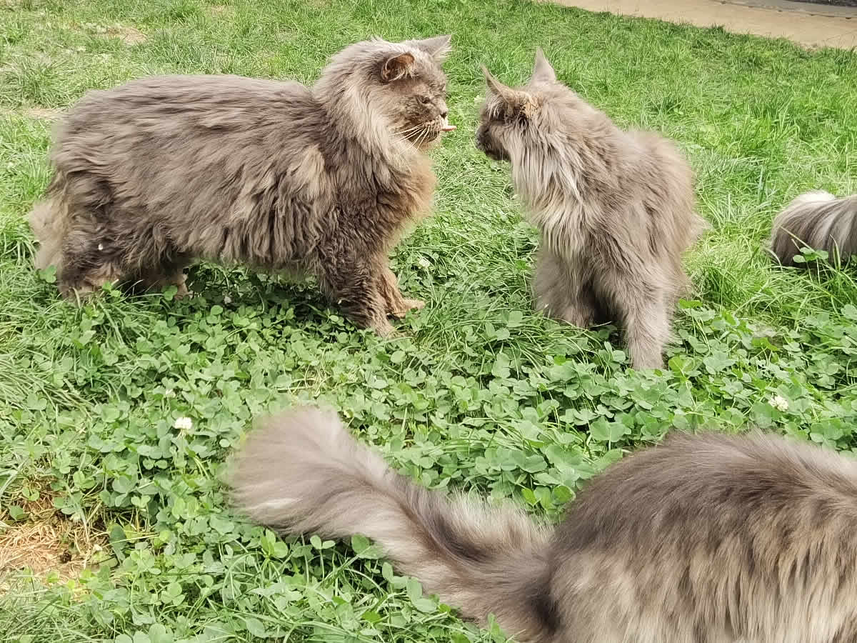 Maine Coon Buddy flirtet mit der rolligen Yvette Maine Coon Buddy flirtet mit der rolligen Yvette
