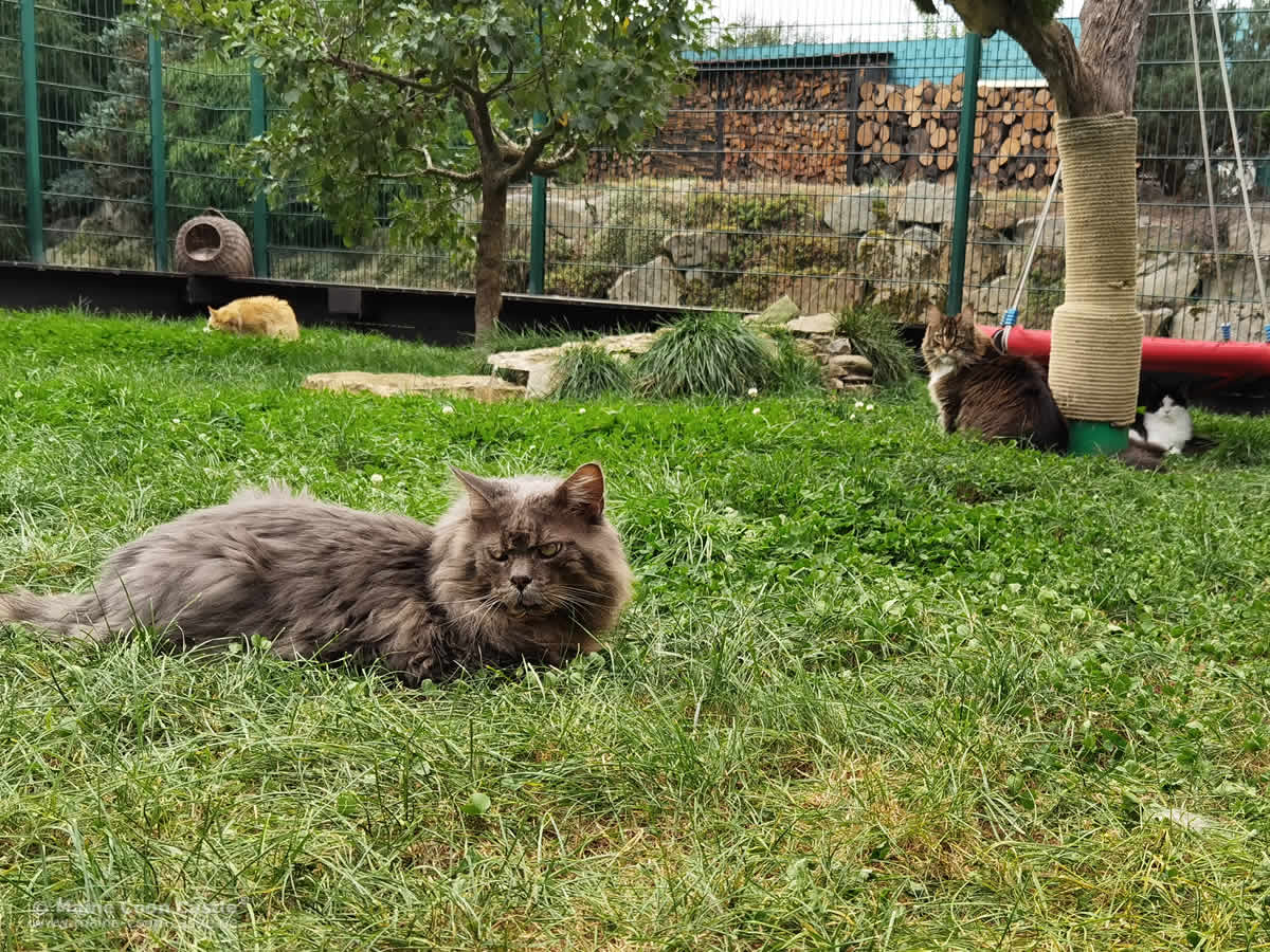 Maine Coon Buddy entspannt im Katzengehege Maine Coon Buddy entspannt im Katzengehege