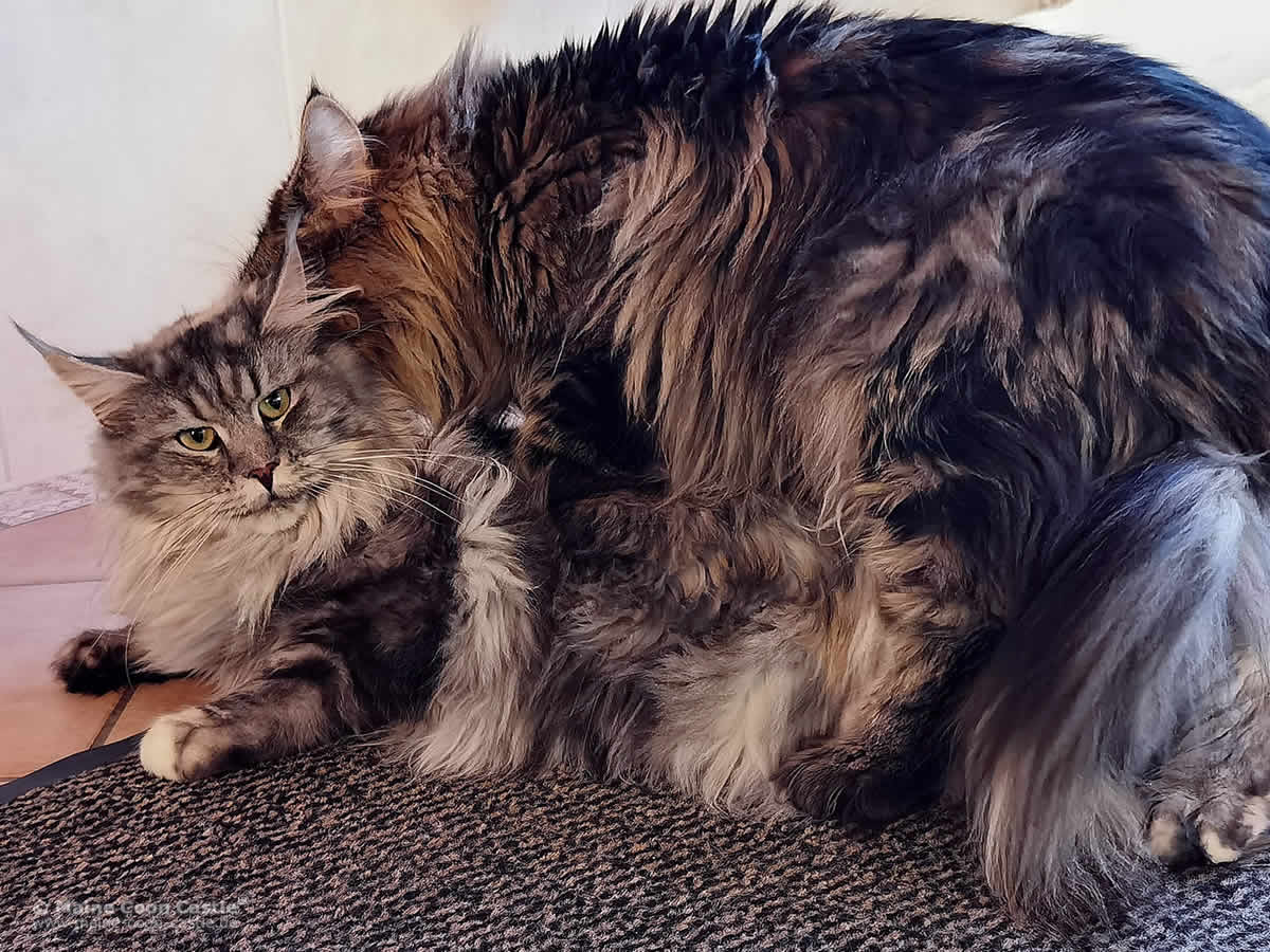 Maine Coon Katze Kyra und Maine Coon Kater Lion Maine Coon Katze Kyra und Maine Coon Kater Lion