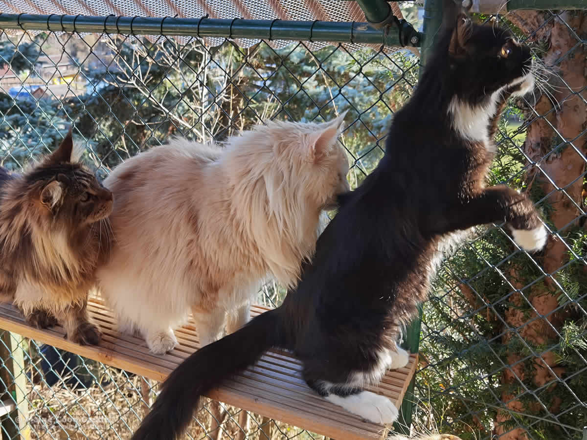 Alex lässt Rado nicht aus den Augen Alex lässt Rado nicht aus den Augen