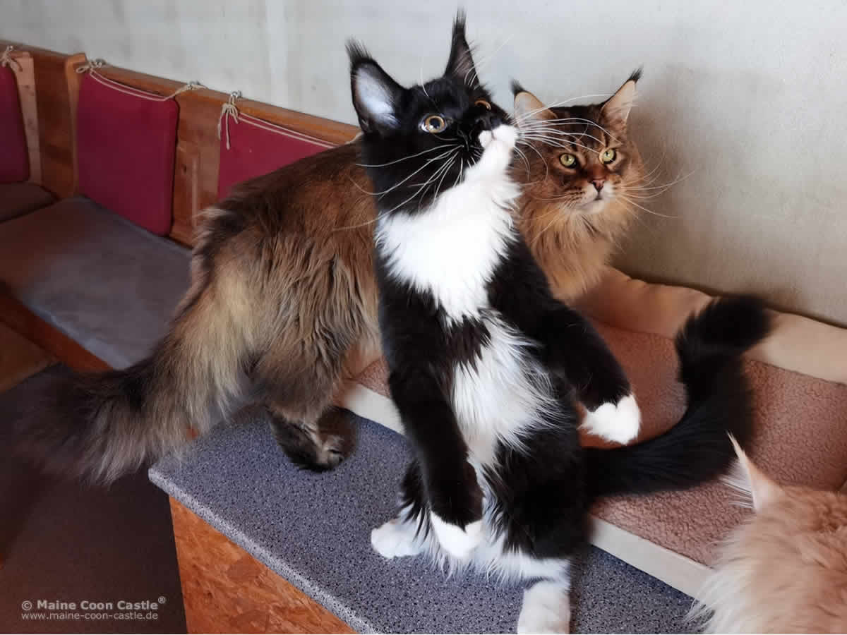 Cobe bewirbt sich als Bodyguard Cobe bewirbt sich als Bodyguard