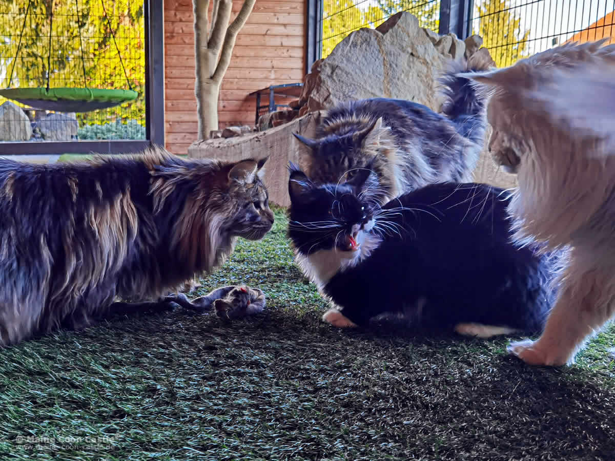 Das geht zu weit Alex Das geht zu weit Alex