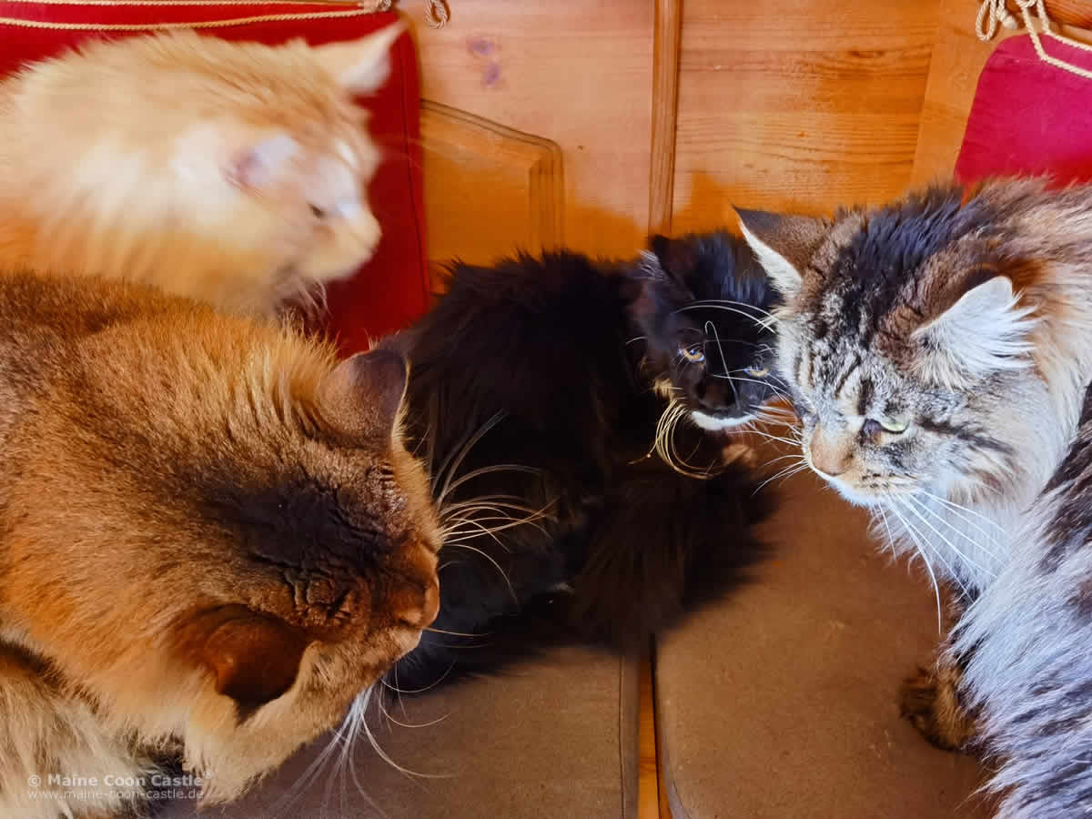 Die neuen Kumpels sind neugierig Die neuen Kumpels sind neugierig