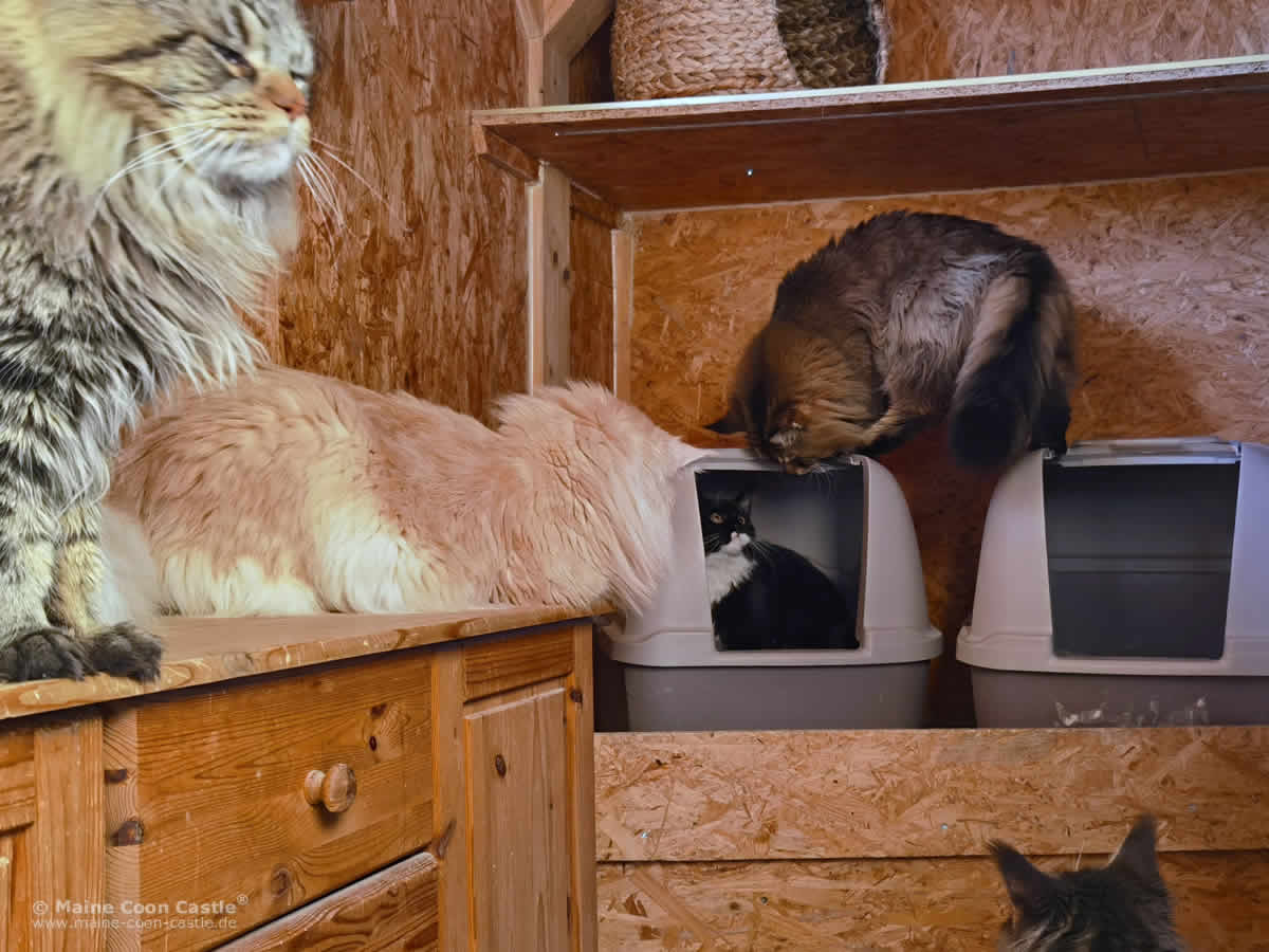 Etwas Privatsphäre bitte Etwas Privatsphäre bitte