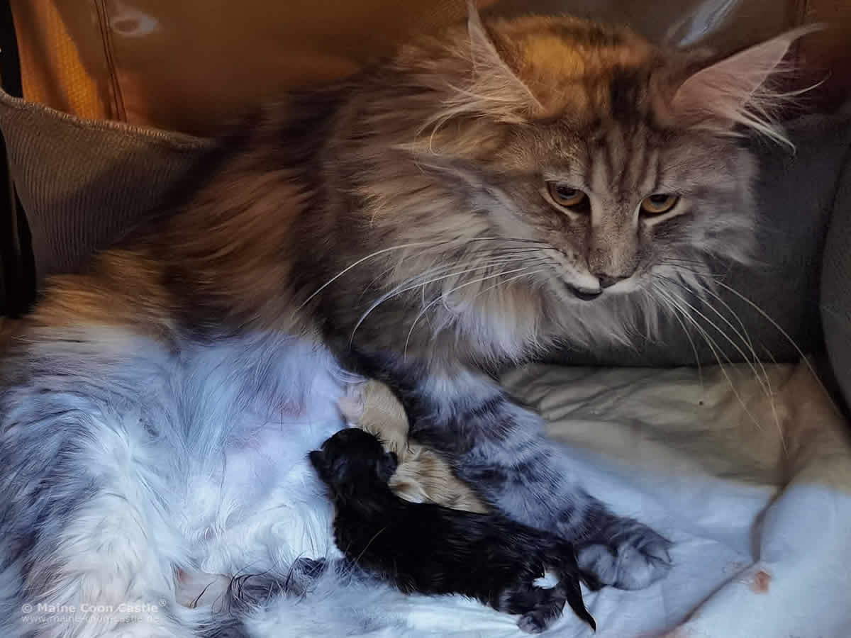 Kyra Geburt T3 Wurf Katzengeburt: XXL Maine Coon Katze Anna mit ihren Maine Coon Babys