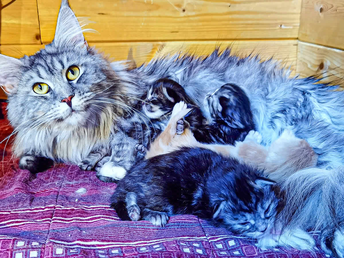 Maine Coon Katze Kyra und ihre Babys Maine Coon Katze Kyra und ihre Babys