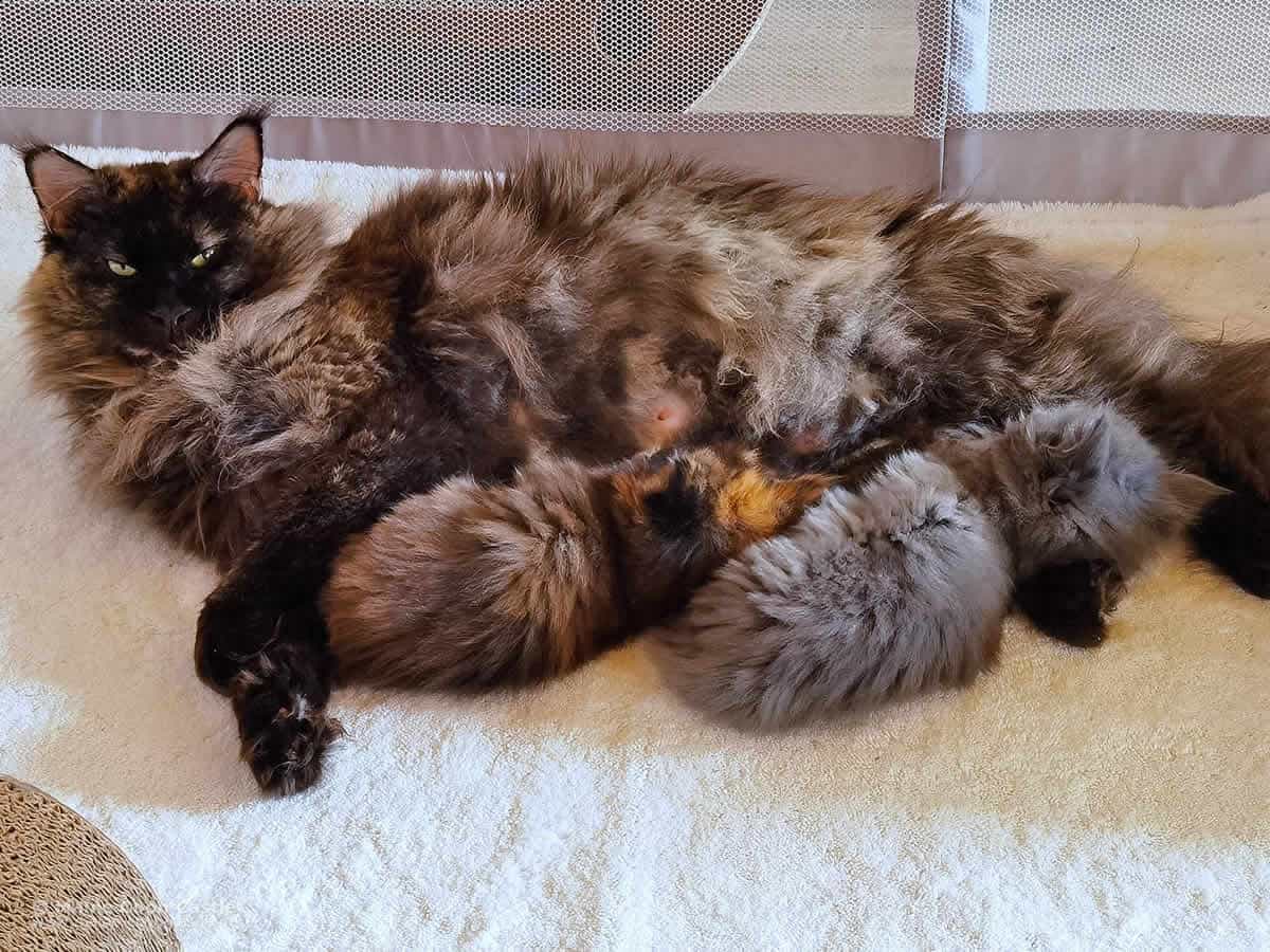 XXL Maine Coon Katze Anna mit Babys XXL Maine Coon Katze Anna mit Babys