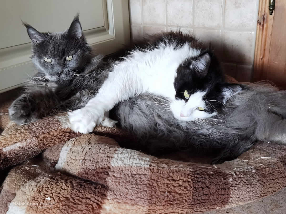 Maine Coon Katzen Hana und Pepa Maine Coon Katzen Hana und Pepa