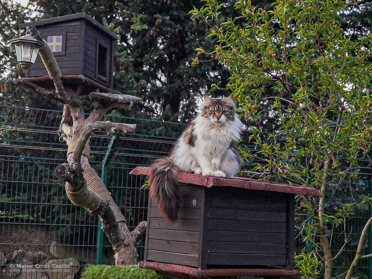 Maine Coon Katze NightSilence Midnight Flower Maine Coon Katze NightSilence Midnight Flower