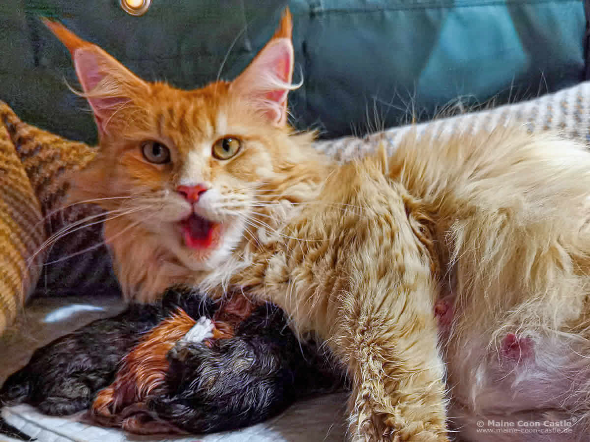 Maine Coon Katze Nanny hat Wehen Maine Coon Katze Nanny hat Wehen