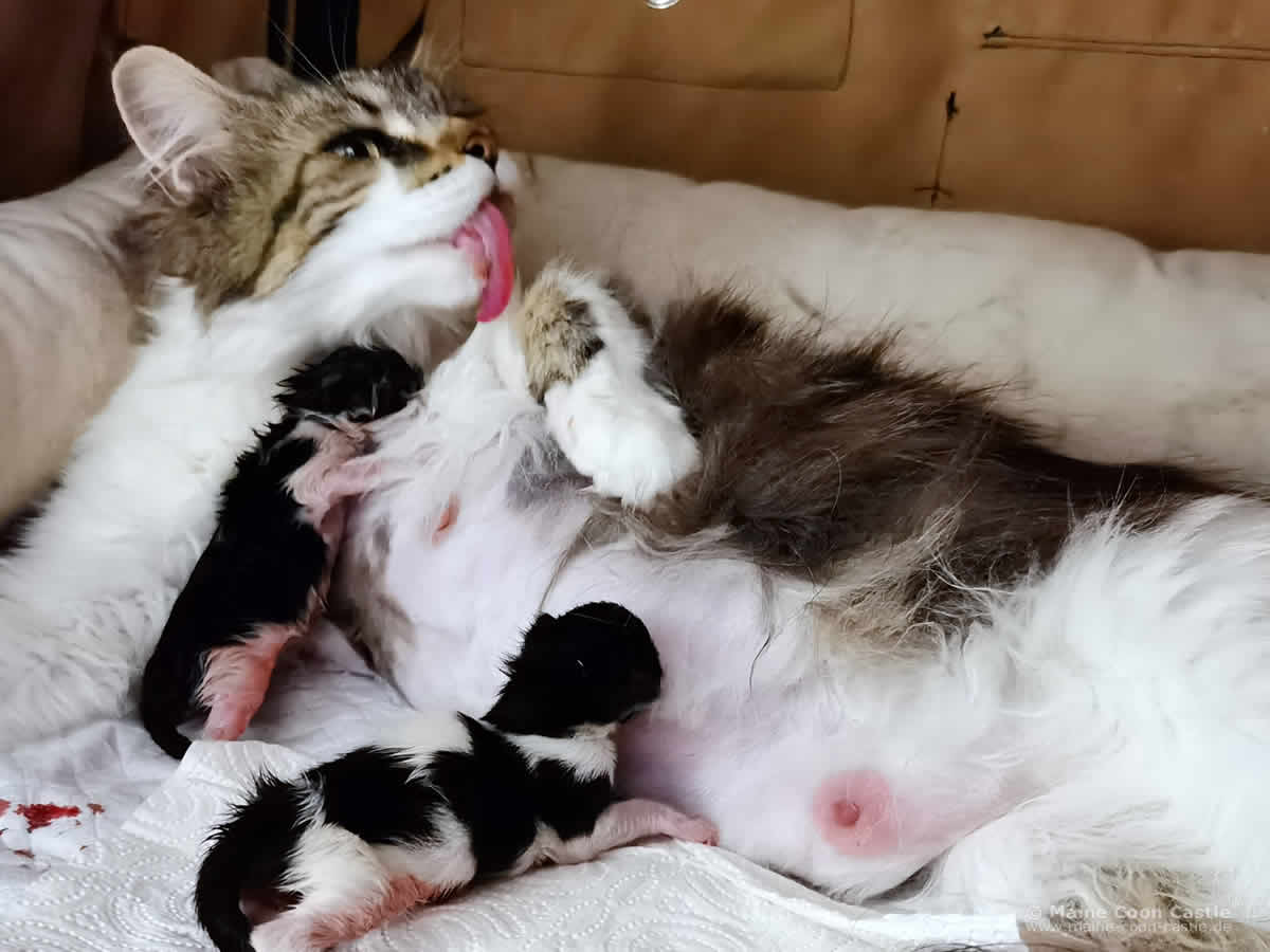 Maine Coon Katze Blümchen nach der Geburt Maine Coon Katze Blümchen nach der Geburt