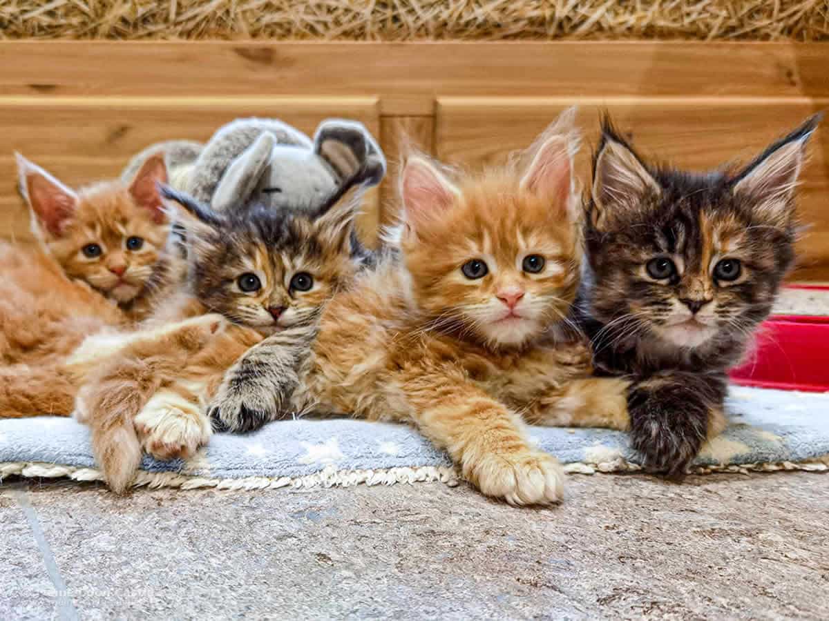 Maine Coon Kitten - Nanny's Bärchenbande Maine Coon Kitten - Nanny's Bärchenbande