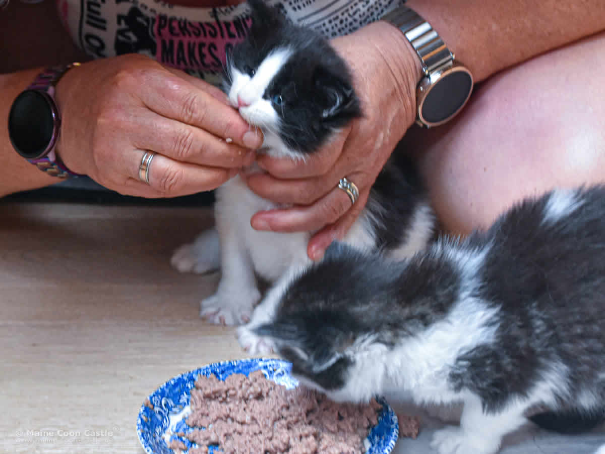 Die Maine Coon Kitten Wendi und Winni lernen fressen Die Maine Coon Kitten Wendi und Winni lernen fressen