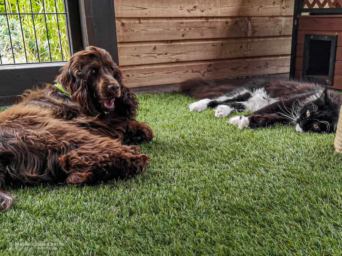 English Cocker Spaniel Charlotte und Maine Coon Rado English Cocker Spaniel Charlotte und Maine Coon Rado