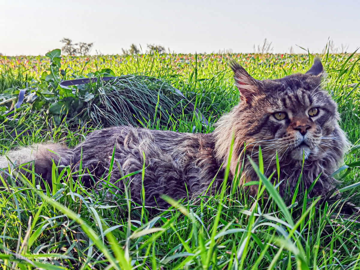 Maine Coon Yaron in seinem Revier Maine Coon Yaron in seinem Revier