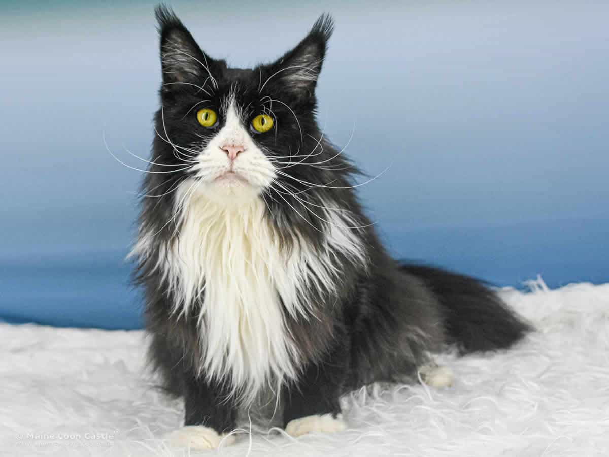 Maine Coon Katze Van Dark of Maine Coon Castle Maine Coon Katze Van Dark of Maine Coon Castle